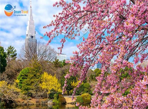 Tour Nhật Bản Mùa Anh Đào: Hồ Chí Minh - Tokyo - Núi Phú Sĩ